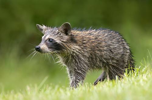 Young Wet Raccoon. Енот-полоскун