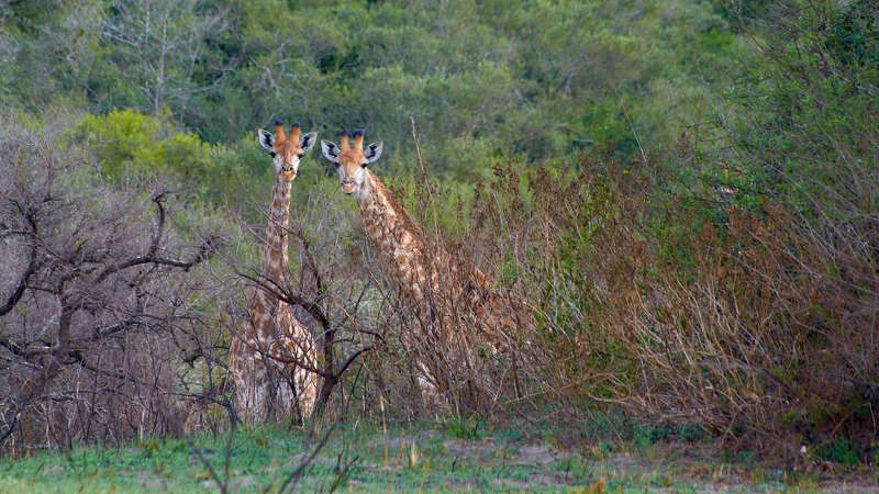 Южная Африка - жирафы