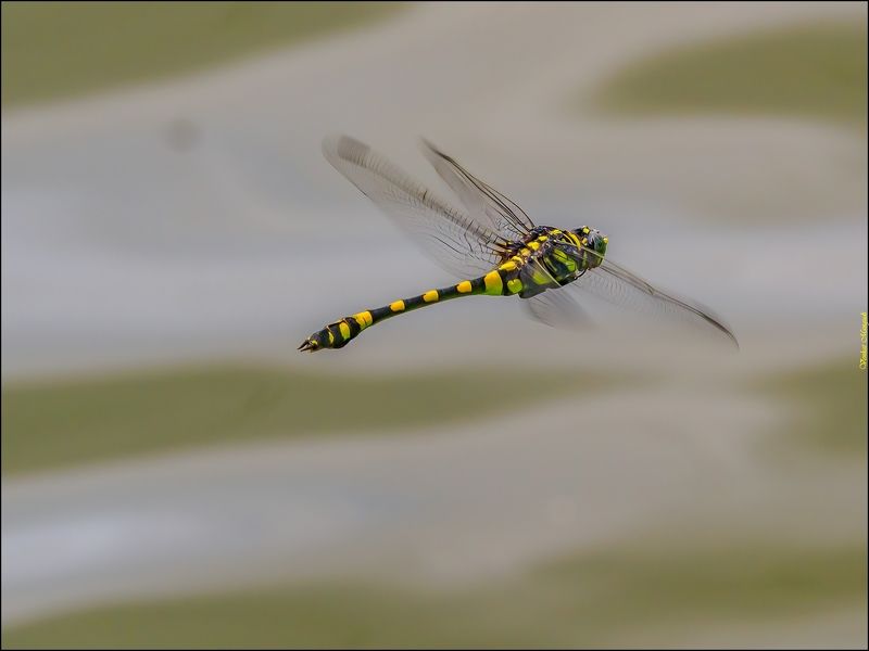 Common clubtail male
