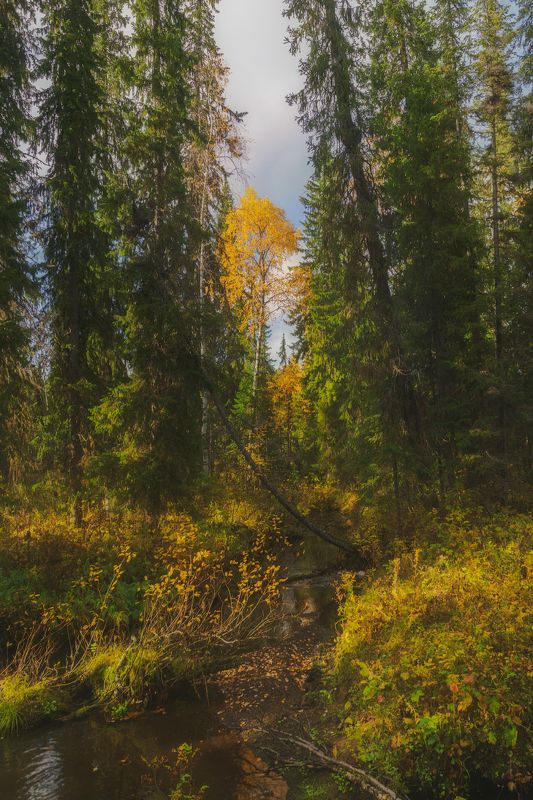 Осенний лес севера