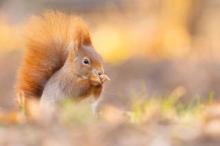 Squirrel