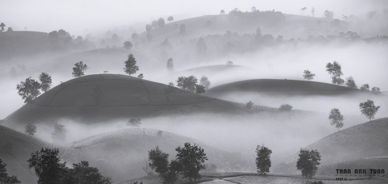 vietnam, tea hill, fog, landscape Early morning dew on tea hillphoto preview