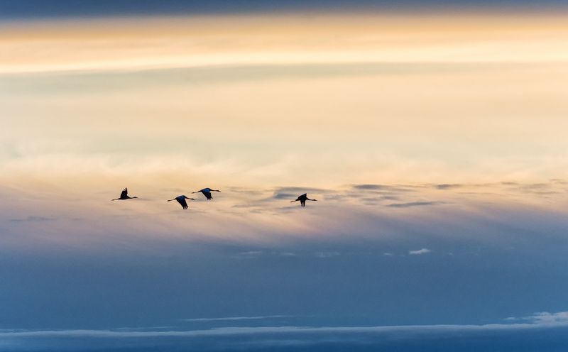птица, журавли, утро, заря, небо, полёт, на заре..photo preview