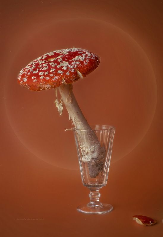царь грибов*photo preview