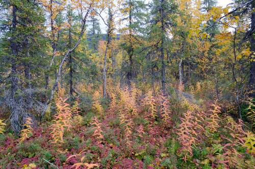 краски осеннего леса