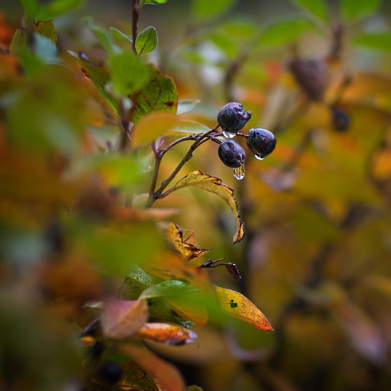 осень, дождь Осеньphoto preview