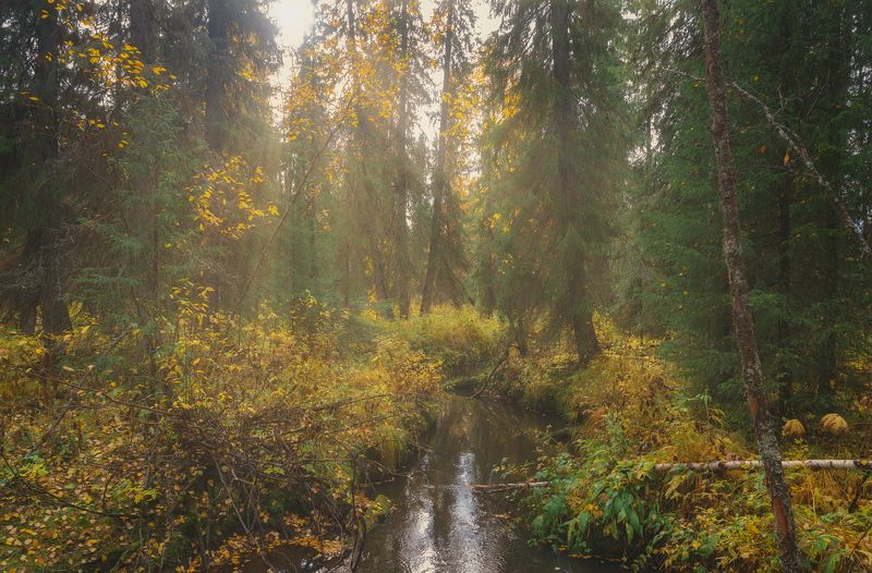 печора, лес, север Осенние мотивы севераphoto preview