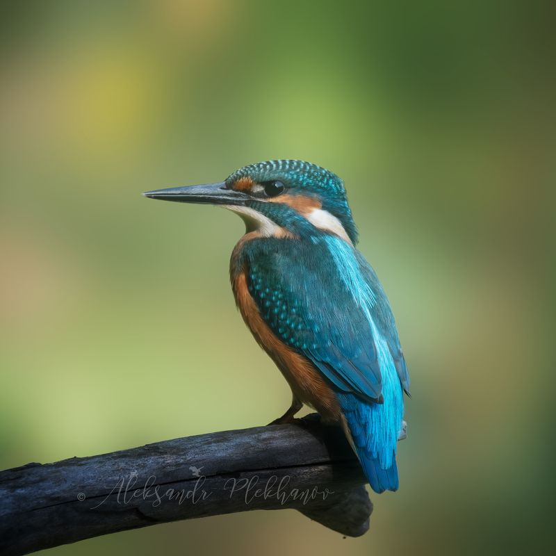 wildlife , kingfisher , island , зимородок , осень Осенний зимородокphoto preview