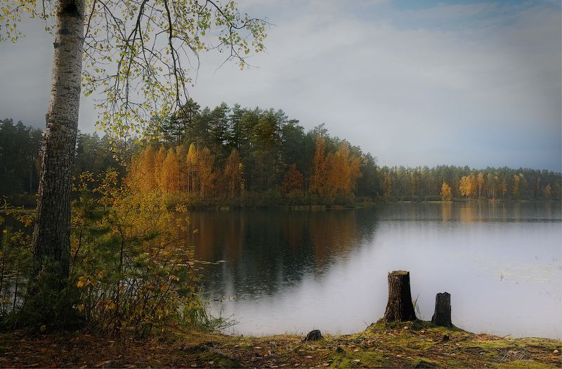 озеро дождь остров деревья пеньки Осенний дождьphoto preview