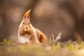 Squirrel