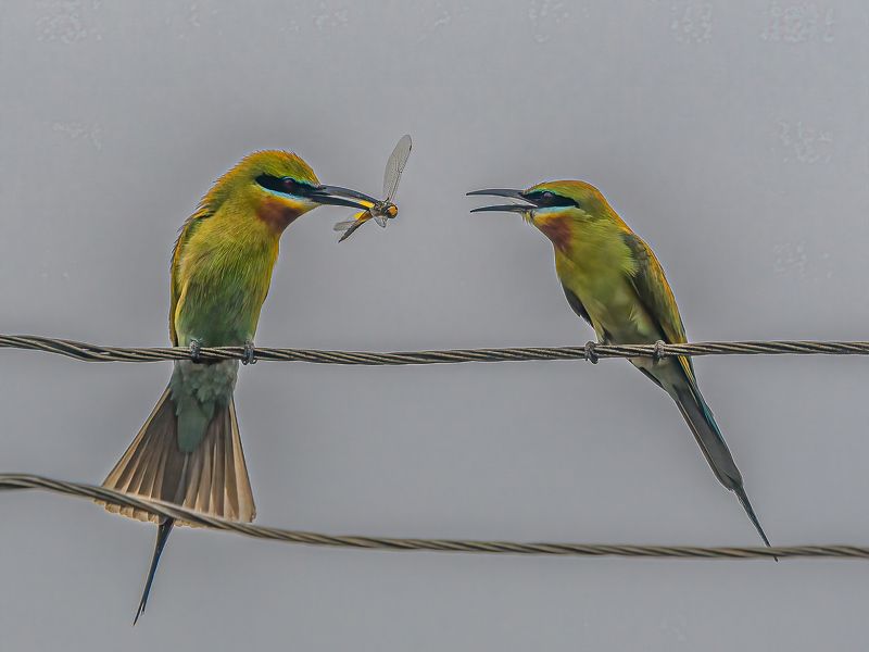 Bee Eater with catch