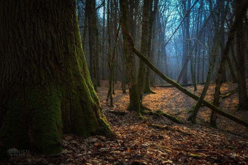 forest,woodland,woods,springtime,spring,trees,nature,landscape, With Blue Fog фото превью