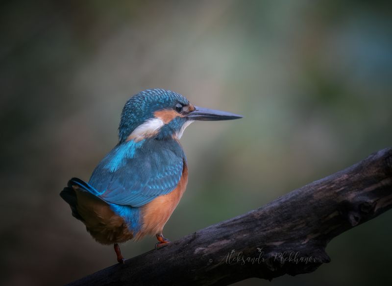 зимородок , kingfisher , wildlife Хвостикphoto preview