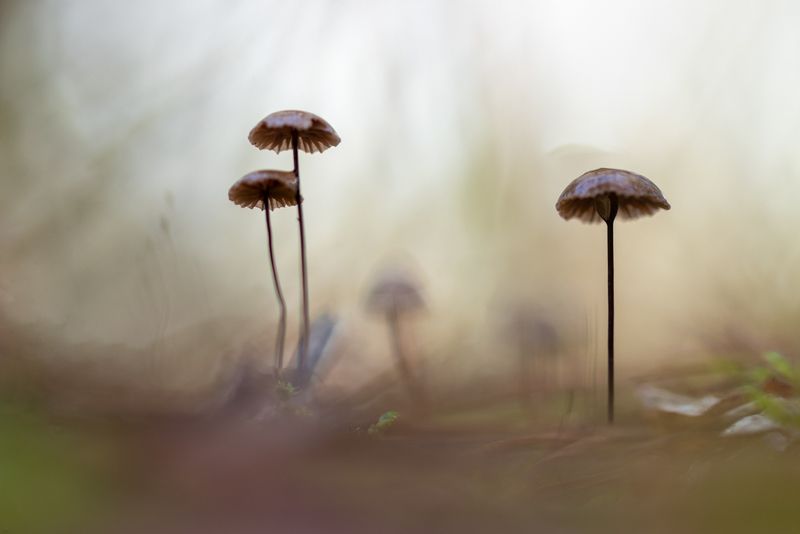 little mushrooms