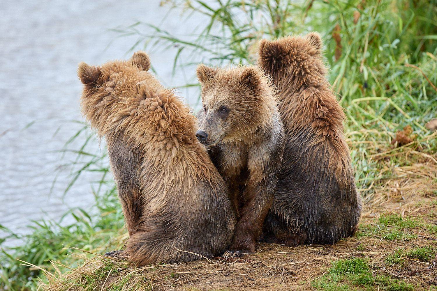 Три медвежонка. Медведь фотограф. Трио животные. Медвежонок на маме Курильское озеро. Медведь понравилось