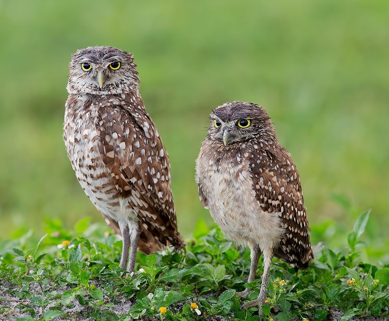 Burrowing Owls - Cычики