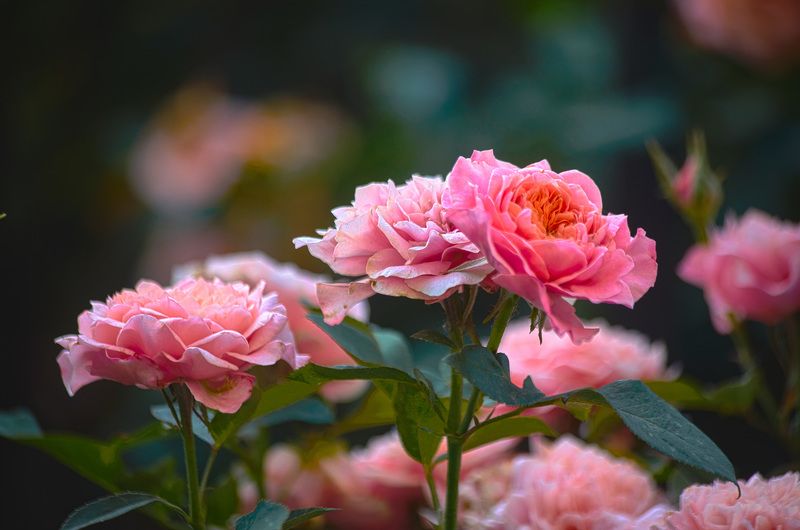 Моя любимица роза Августа Луиза, имеет множество мировых и международных наград и побед на выставках и конкурсах роз,  Она была выведена в Германии в 1999г., Матиасом Тантау к 250-летнему юбилею Гете. Название сорт получил в честь графини Августы Луизы (1