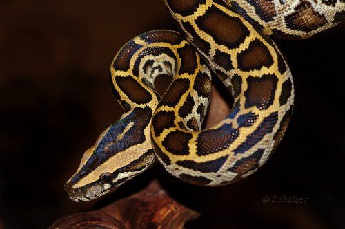 Asiatic Rock Python,Тигровый питон - Python molurus