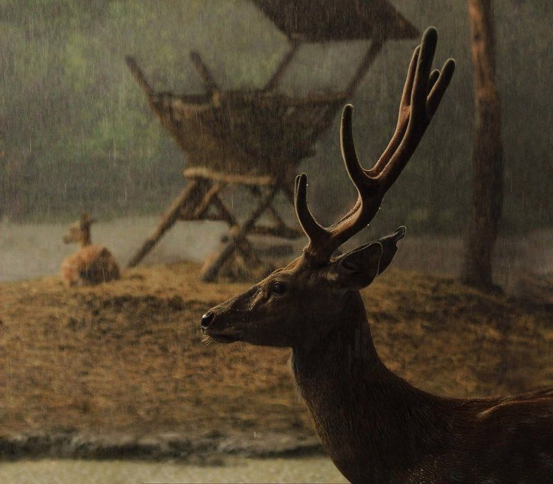дождь, олени, животные Непогодаphoto preview
