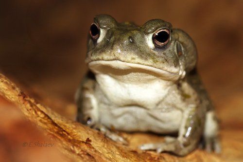 Colorado River toad,Жаба колорадская - Bufo alvarius