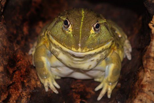 African bullfrog ,Лягушка водонос - Pyxicephalus adspersus