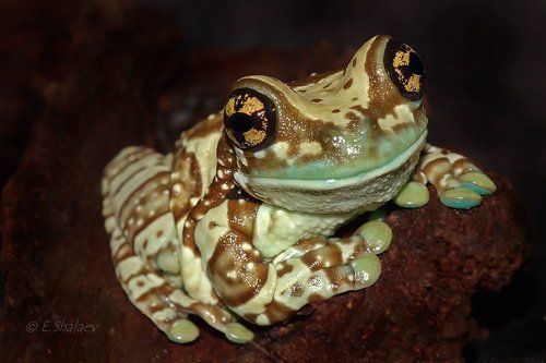 Amazon milk frog ,Жабовидная квакша - Phrynohyas resinifictrix