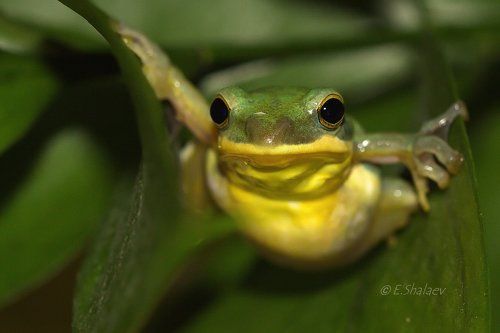 Chinese flying frog, Исполинский веслоног - Rhacophorus dennysi