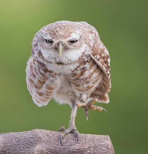 Cычик - Burrowing Owl