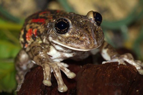 Veined tree frog ,Квакша жабовидная краснопятнистая - Phrynohyas venulosa