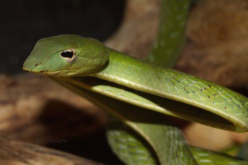 Green Vine Snake ,Плетевидная змея носатая - Ahaetulla nasuta