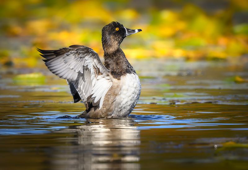 Ring-necked duck (male)photo preview