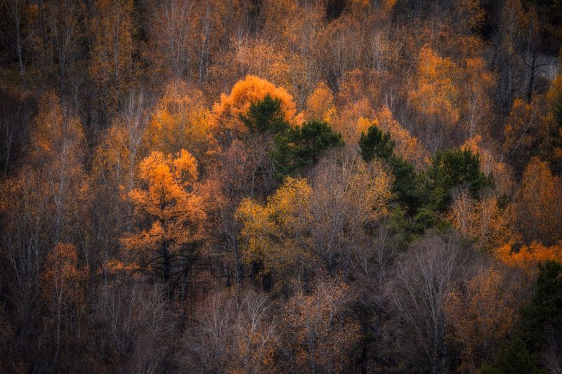 altay, autumn, october, cold, topview, aerial, landscape Autumn Leavesphoto preview