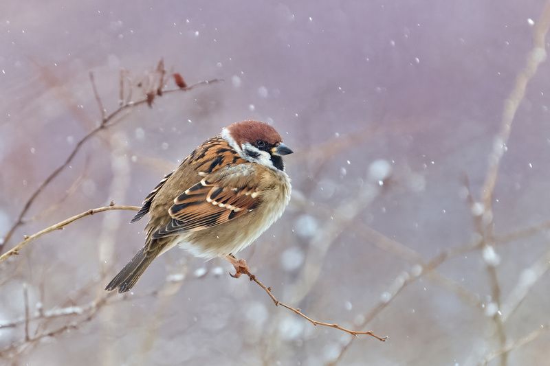 полевой воробей,воробей,Eurasian tree sparrow,tree sparrow,sparrow,Passer montanus, Полевой воробейphoto preview