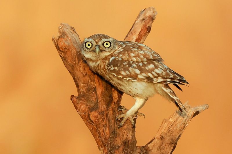 Little Owl 