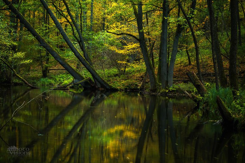 autumn, woods, forest, woodland, autumnal, poland, polish, reflections, Woodland river фото превью