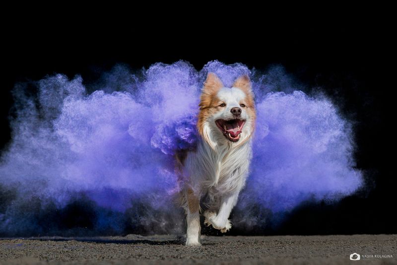 animal, motion photography, action photography, action, holi paint, holi paint photography, color, colorful, joy, agility, dog photography, dog A for Actionphoto preview