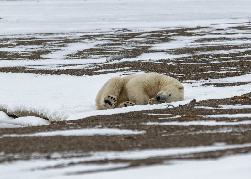чукотка арктика север медведь белый полярный морской отдых Черные пятки...photo preview