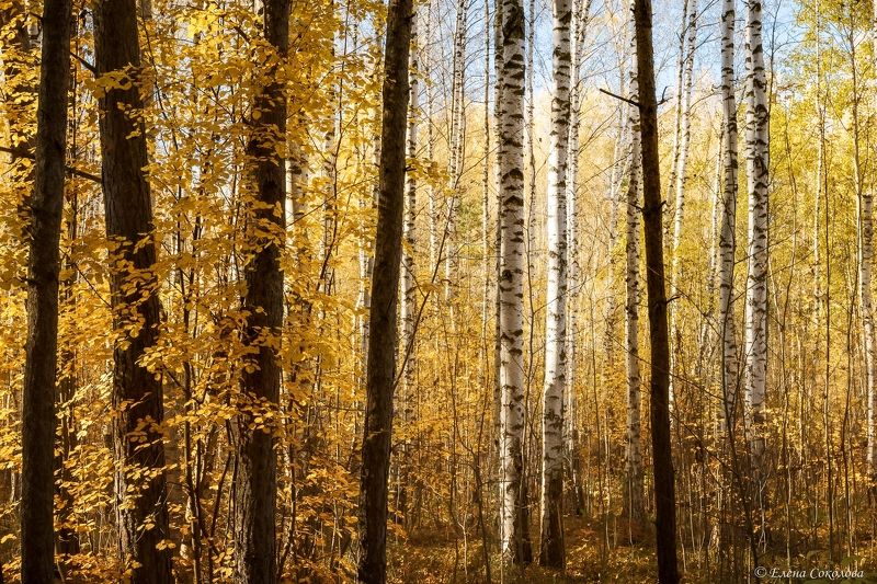 золотой лес, осенний пейзаж Золото осениphoto preview