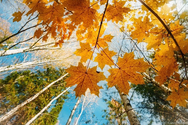 листья, клен, осень, осенний пейзаж, желтые листья Осеннее настроениеphoto preview