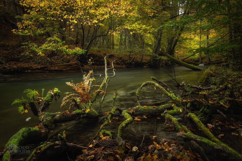 river,woodland,woods,forest,poland,water,autumn,autumnal River Full of Magic фото превью
