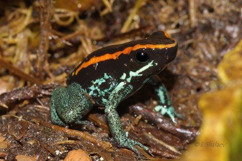 Golfodulcean poison frog ,Полосатый листолаз - Phyllobates vittatus