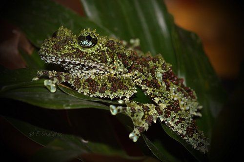 Mossy Frog ,Телодерма лишаистая  - Theloderma corticale