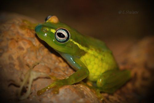 Central Bright-eyed Frog , Красно-жёлтый веслоног - Boophis rappiodes