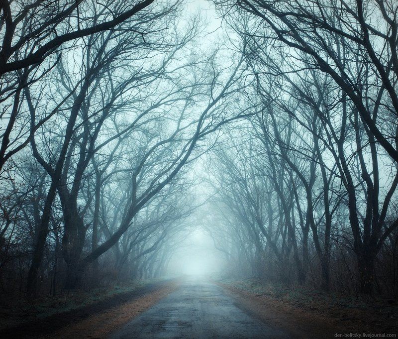 Деревья, Зима, Лес, Пейзаж, Туман, Украина, Утро Туман на Хортицеphoto preview