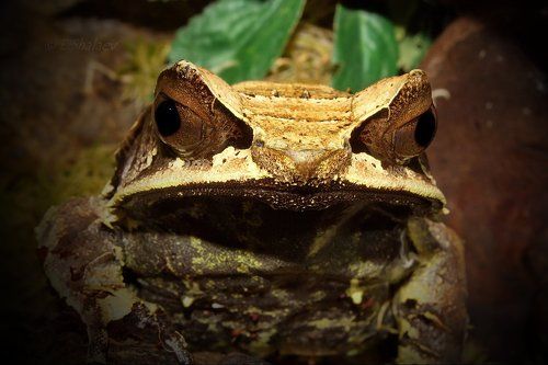 Long-nosed horned frog ,Рогатая чесночница - Megophrys nasuta