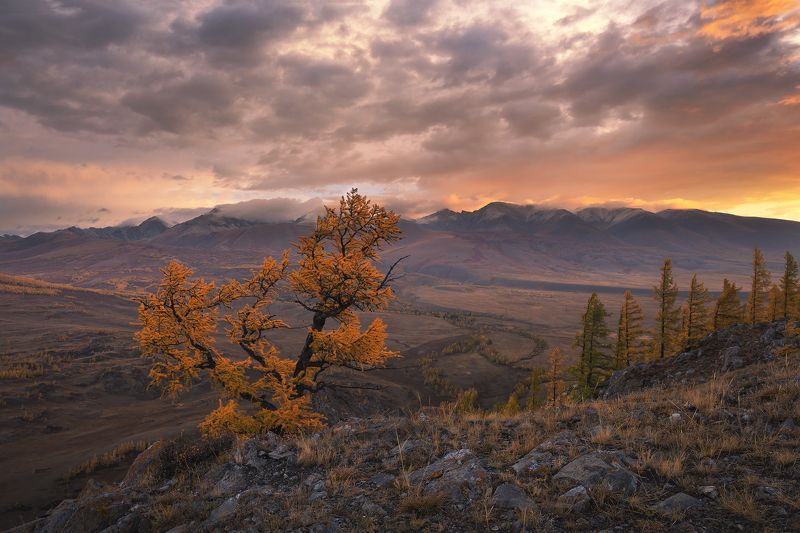 горный алтай, курайская степь, лиственница, осень, рассвет Навстречу новому днюphoto preview