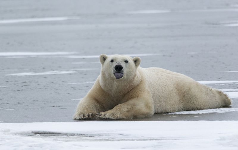 чукотка арктика медведь белый морской полярный молодой на льду Дразнилка...photo preview