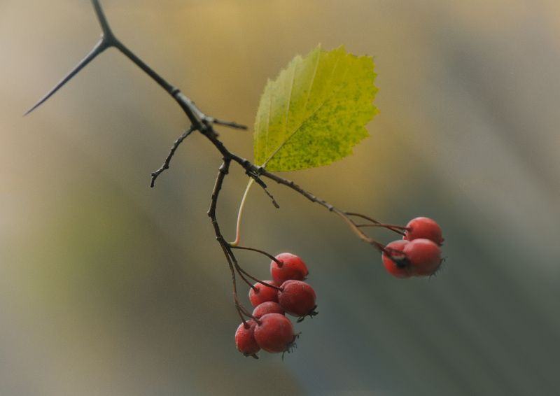 ветка ягоды колючки листик Осенний этюдphoto preview
