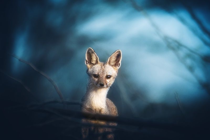 Indian Fox (Vulpes bengalensis)