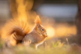 Squirrel